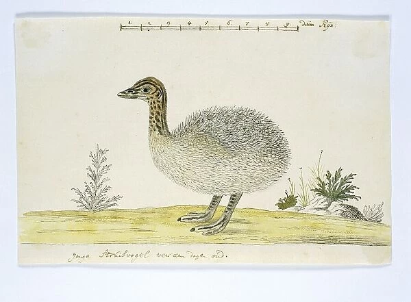 Struthio camelus (Common ostrich), 1777-1786. Creator: Robert Jacob Gordon