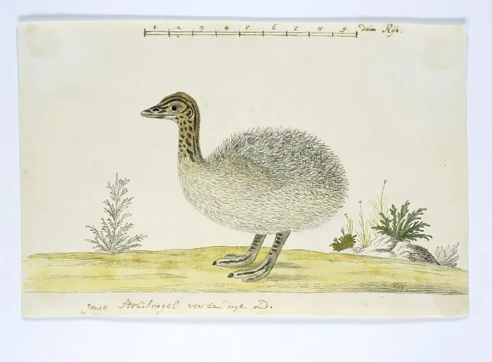 Framed Print : Struthio camelus (Common ostrich), 1777-1786. Creator: Robert Jacob Gordon Framed Print : Struthio camelus (Common ostrich), 1777-1786. Creator: Robert Jacob Gordon