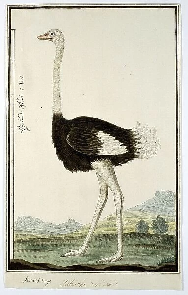 Struthio camelus (Ostrich), 1777-1786. Creator: Robert Jacob Gordon