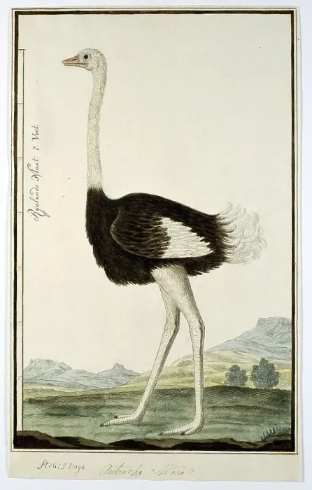 Framed Print : Struthio camelus (Ostrich), 1777-1786. Creator: Robert Jacob Gordon Framed Print : Struthio camelus (Ostrich), 1777-1786. Creator: Robert Jacob Gordon