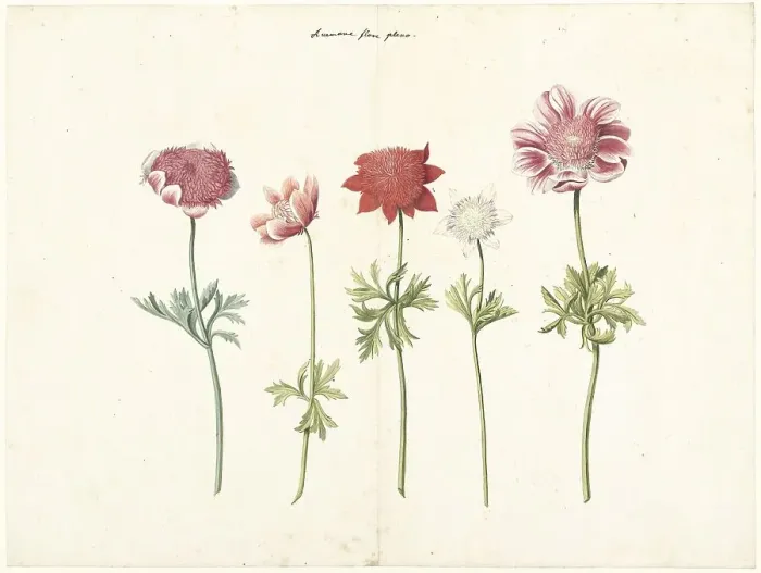 Framed Print : Five Studies of Anemones, c.1760-c.1770. Creator: Anon Framed Print : Five Studies of Anemones, c.1760-c.1770. Creator: Anon