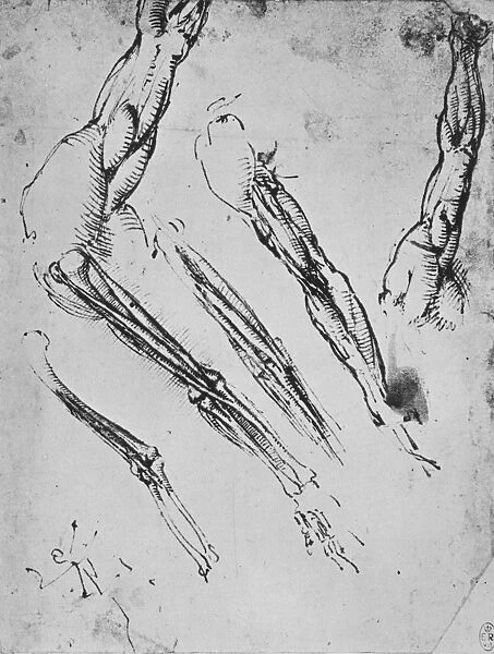Six Studies of an Arm Showing in Three Cases the Bones, c1480 (1945). Artist: Leonardo da Vinci