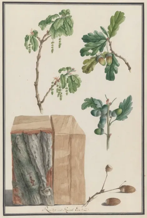 Framed Print : Studies of the blossoms, fruits and trunk of an English oak (Quercus robur), 1788 Framed Print : Studies of the blossoms, fruits and trunk of an English oak (Quercus robur), 1788