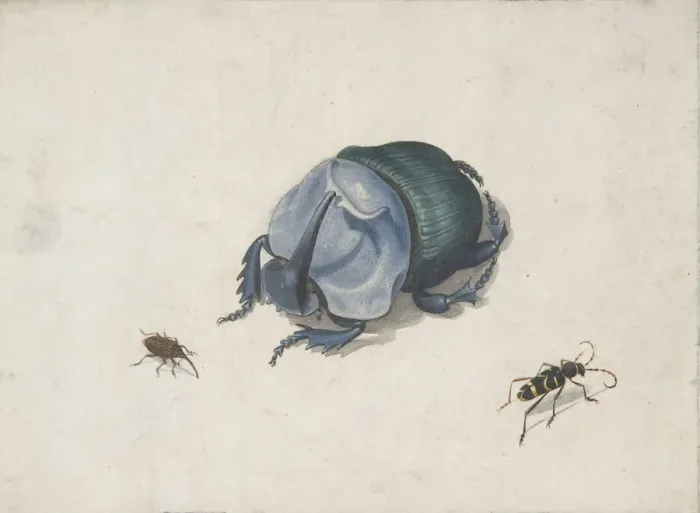 Framed Print : Studies of a Blue Beetle and Insects, 17th century (?). Creator: Anon Framed Print : Studies of a Blue Beetle and Insects, 17th century (?). Creator: Anon