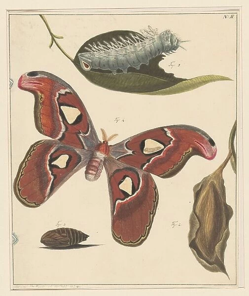 Studies of a caterpillar, a butterfly and a pupa, 1832-1897. Creator: Alexander Ver Huell