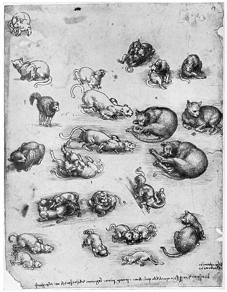 Studies of cats, 1513-1515 (1954). Artist: Leonardo da Vinci