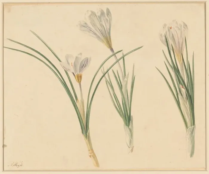 Framed Print : Three studies of crocuses, 1811-1851. Creator: Anton Weiss Framed Print : Three studies of crocuses, 1811-1851. Creator: Anton Weiss