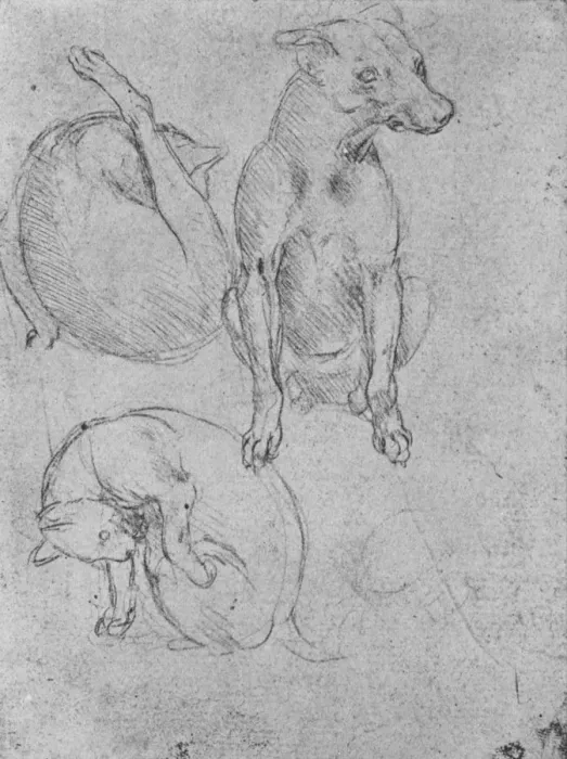 Framed Print : Studies of a Dog and of a Cat, c1480 (1945). Artist: Leonardo da Vinci Framed Print : Studies of a Dog and of a Cat, c1480 (1945). Artist: Leonardo da Vinci