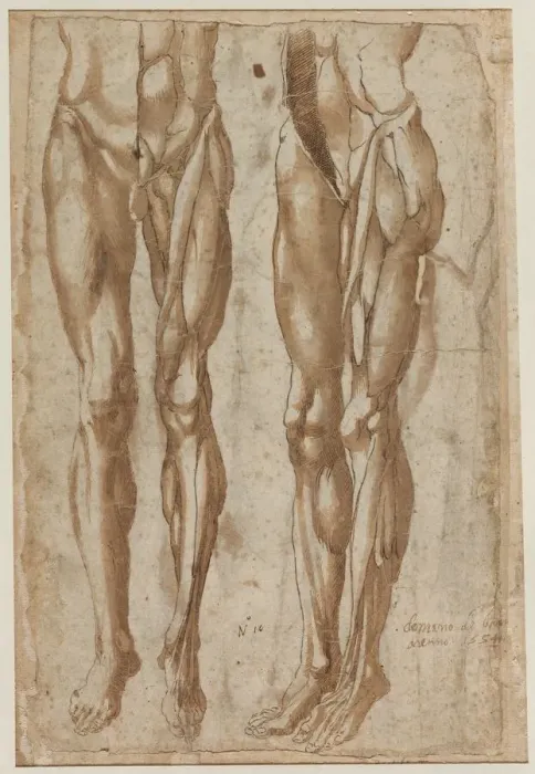 Framed Print : Two Studies of a Flayed Man, 1554. Creator: Bartolommeo da Arezzo (Italian, 1578) Framed Print : Two Studies of a Flayed Man, 1554. Creator: Bartolommeo da Arezzo (Italian, 1578)