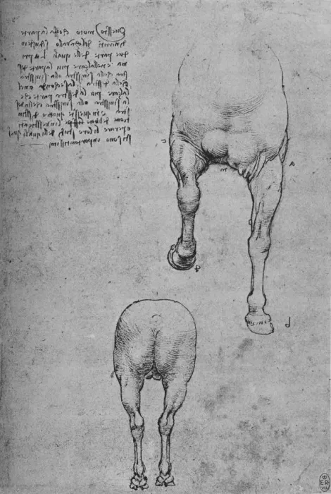 Framed Print : Studies of the Fore-Quarters and of the Hind-Quarters of a Horse, c1480 (1945). Artist: Leonardo da Vinci Framed Print : Studies of the Fore-Quarters and of the Hind-Quarters of a Horse, c1480 (1945). Artist: Leonardo da Vinci