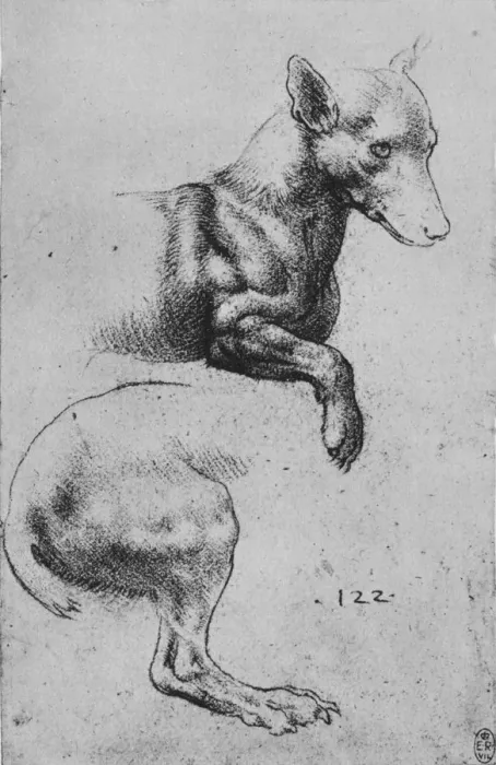 Framed Print : Studies of the Forepart and Hind-Quarters of a Dog, c1480 (1945). Artist: Leonardo da Vinci Framed Print : Studies of the Forepart and Hind-Quarters of a Dog, c1480 (1945). Artist: Leonardo da Vinci