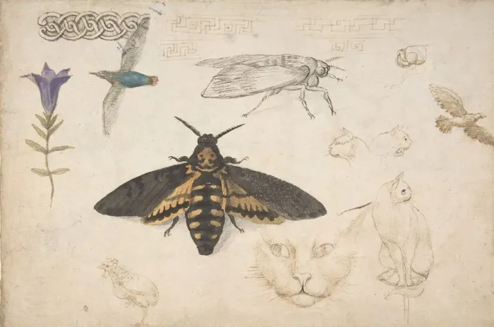 Framed Print : Studies of a Gentian, Moth, Birds, Cats, Interlacing Motif, and Greek Frets (recto) Framed Print : Studies of a Gentian, Moth, Birds, Cats, Interlacing Motif, and Greek Frets (recto)