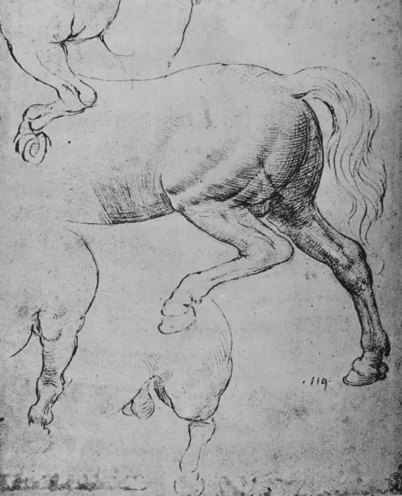 Framed Print : Studies of the Hind-Quarters and of the Hind-Legs of a Horse, c1480 (1945). Artist: Leonardo da Vinci Framed Print : Studies of the Hind-Quarters and of the Hind-Legs of a Horse, c1480 (1945). Artist: Leonardo da Vinci
