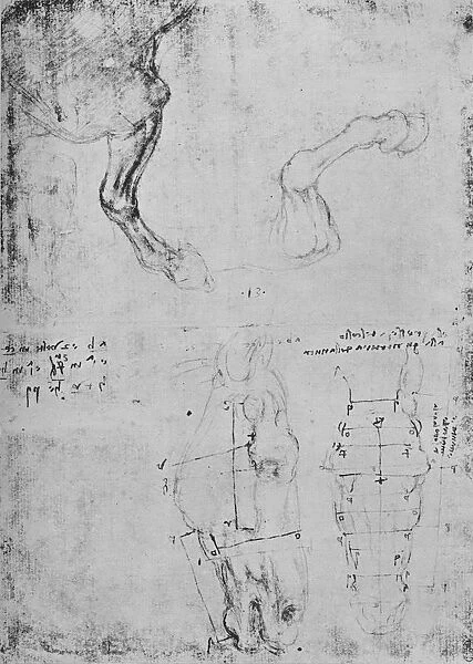 Studies of Horses Fore-Legs and Measured Drawings of Horses Heads, c1480 (1945). Artist: Leonardo da Vinci