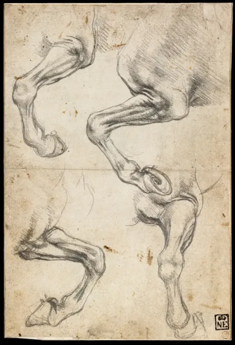 Framed Print : Studies of Horses Leg. Artist: Leonardo da Vinci (1452-1519) Framed Print : Studies of Horses Leg. Artist: Leonardo da Vinci (1452-1519)