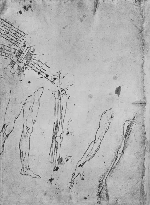 Framed Print : Studies of Legs, of the Bones and Tendons of a Leg, of an Arm, and of the Bones and Tendons of an A Artist: Leonardo da Vinci Framed Print : Studies of Legs, of the Bones and Tendons of a Leg, of an Arm, and of the Bones and Tendons of an A Artist: Leonardo da Vinci