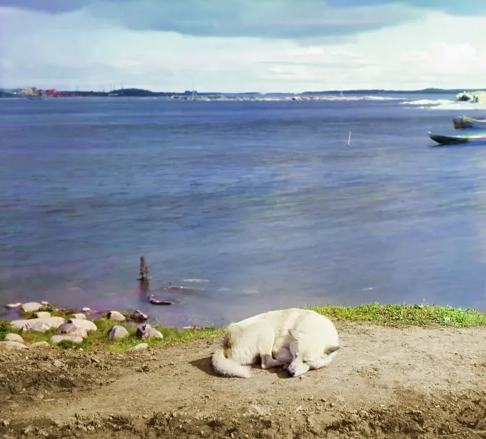 Framed Print : Studies on Lindozero (laika [dog breed]), 1915. Creator: Sergey Mikhaylovich Prokudin-Gorsky