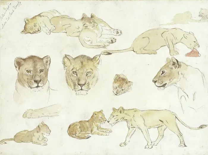 Framed Print : Studies of Lions, 1880-1946. Creator: Anna Maria Kruijff Framed Print : Studies of Lions, 1880-1946. Creator: Anna Maria Kruijff
