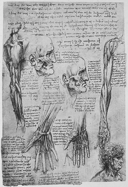 Studies of the Muscles of the Face and Arm, c1480 (1945). Artist: Leonardo da Vinci