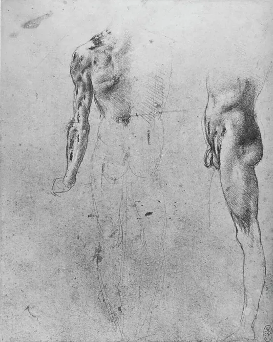 Framed Print : Studies of a Nude Man Seen from the Back and from the Side, c1480 (1945). Artist: Leonardo da Vinci Framed Print : Studies of a Nude Man Seen from the Back and from the Side, c1480 (1945). Artist: Leonardo da Vinci