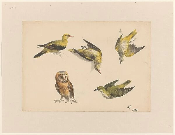 Studies of an Owl and Two Orioles, 1843. Creator: Henriette Ronner