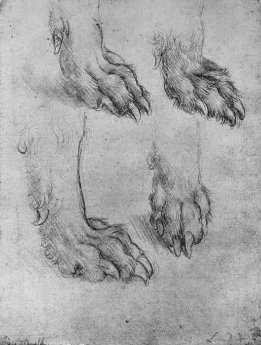 Framed Print : Four Studies of the Paws of a Dog or Wolf, c1480 (1945). Artist: Leonardo da Vinci