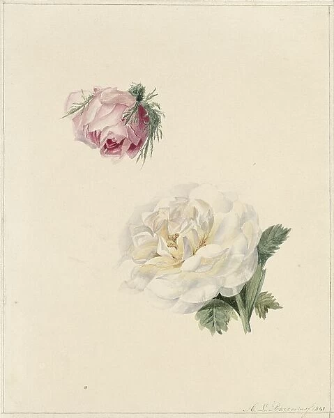 Studies of a pink and a white rose, 1841. Creator: Maria Louisa Praetorius