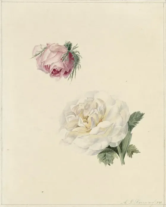 Framed Print : Studies of a pink and a white rose, 1841. Creator: Maria Louisa Praetorius Framed Print : Studies of a pink and a white rose, 1841. Creator: Maria Louisa Praetorius