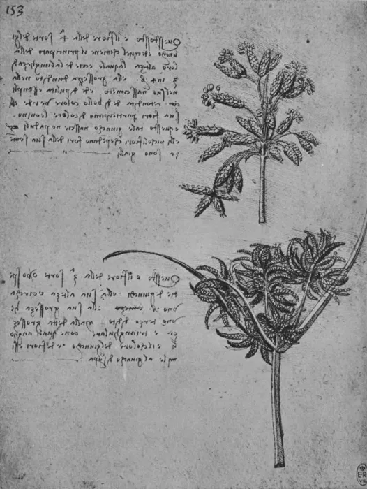 Framed Print : Two Studies of Rushes in Seed, c1480 (1945). Artist: Leonardo da Vinci Framed Print : Two Studies of Rushes in Seed, c1480 (1945). Artist: Leonardo da Vinci
