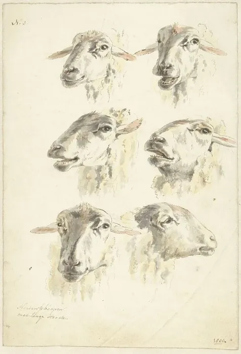 Framed Print : Six studies of sheep heads, 1800. Creator: Franciscus Andreas Milatz Framed Print : Six studies of sheep heads, 1800. Creator: Franciscus Andreas Milatz