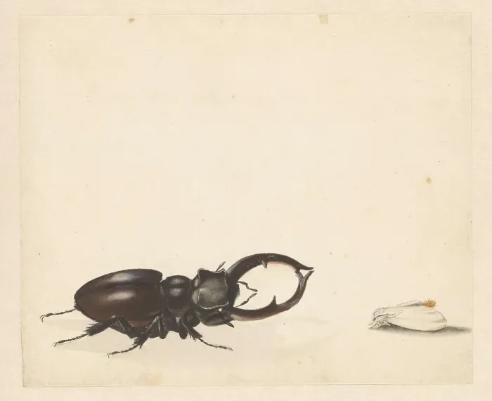 Framed Print : Studies of stag beetle and newly hatched moth, 1824-1900. Creator: Albertus Steenbergen Framed Print : Studies of stag beetle and newly hatched moth, 1824-1900. Creator: Albertus Steenbergen