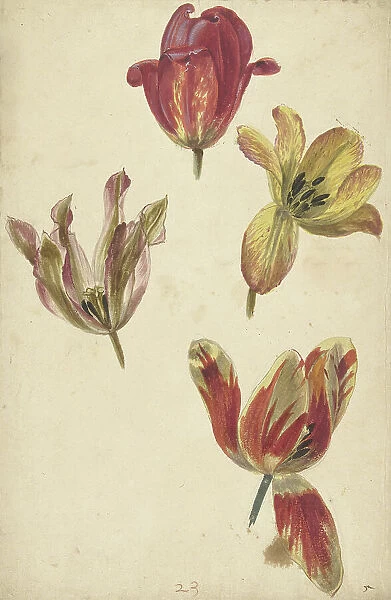 Studies of Four Tulips, c.1700-c.1725. Creator: Elias van Nijmegen