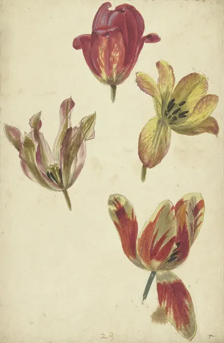 Framed Print : Studies of Four Tulips, c.1700-c.1725. Creator: Elias van Nijmegen Framed Print : Studies of Four Tulips, c.1700-c.1725. Creator: Elias van Nijmegen
