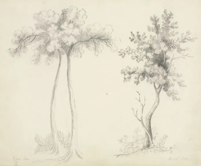 Framed Print : Studies of Upas and Maple Trees. Creator: Mary Altha Nims (American, 1817-1907) Framed Print : Studies of Upas and Maple Trees. Creator: Mary Altha Nims (American, 1817-1907)
