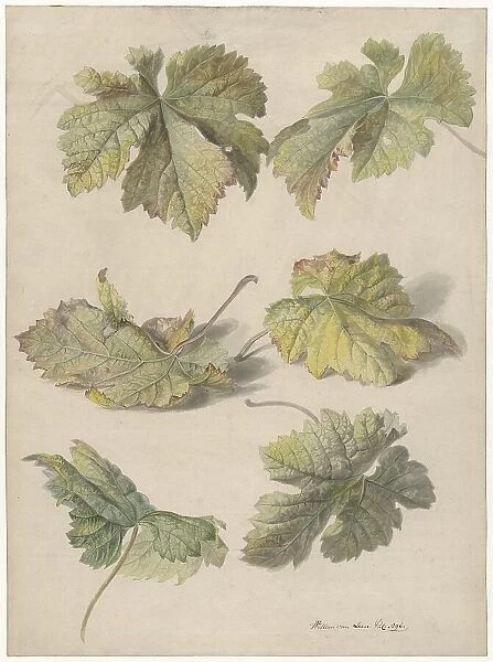 Studies of vine leaves, 1796. Creator: Willem van Leen