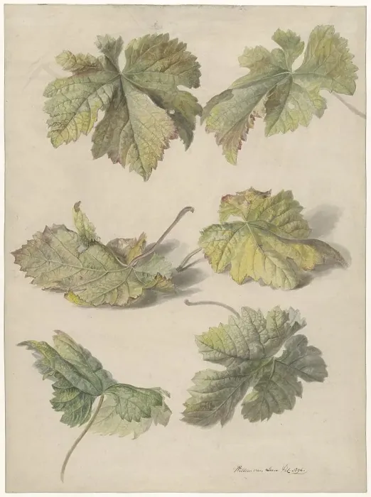 Framed Print : Studies of vine leaves, 1796. Creator: Willem van Leen Framed Print : Studies of vine leaves, 1796. Creator: Willem van Leen