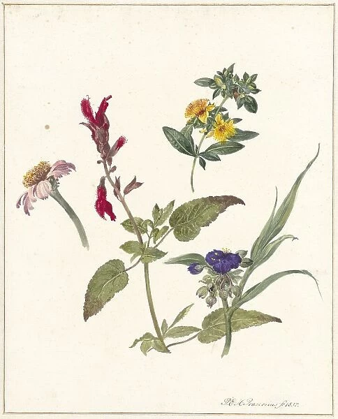 Studies of wild flowers, 1837. Creator: Pieter Ernst Hendrik Praetorius