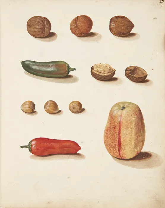 Framed Print : Study of apple, nuts and peppers, 1749. Creator: Fosie, Johanna Marie (1726-1764) Framed Print : Study of apple, nuts and peppers, 1749. Creator: Fosie, Johanna Marie (1726-1764)