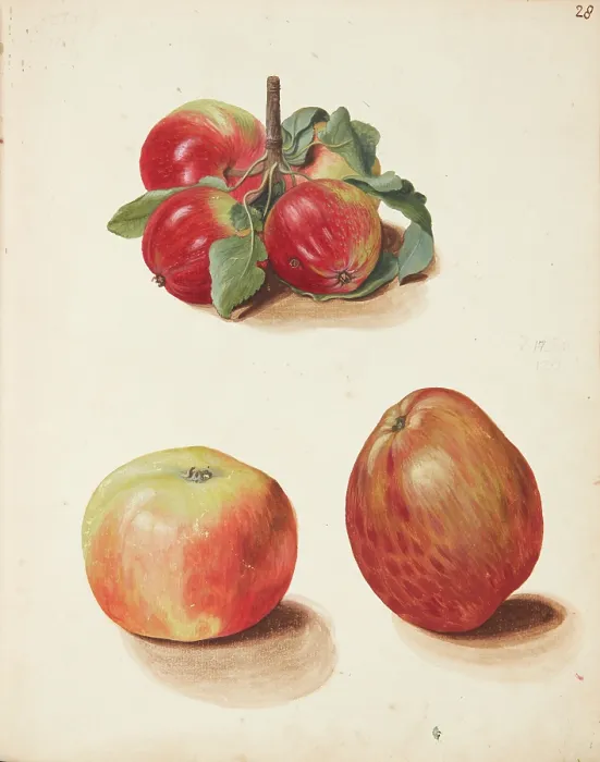 Framed Print : Study of apples, 1751. Creator: Fosie, Johanna Marie (1726-1764) Framed Print : Study of apples, 1751. Creator: Fosie, Johanna Marie (1726-1764)