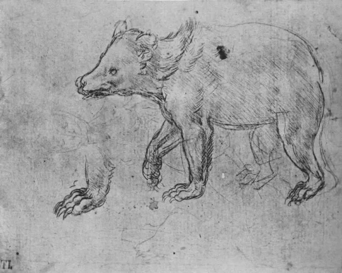 Framed Print : Study of a Bear, c1480 (1945). Artist: Leonardo da Vinci Framed Print : Study of a Bear, c1480 (1945). Artist: Leonardo da Vinci