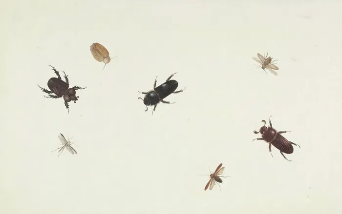 Framed Print : Study of Beetles and Moths, about 1695-1705. Creator: Herman Henstenburgh Framed Print : Study of Beetles and Moths, about 1695-1705. Creator: Herman Henstenburgh