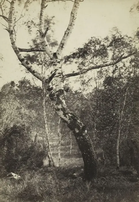 Framed Print : Study of a Birch Tree, Barbizon, 1860s-1870s. Creator: Constant Alexandre Famin (French Framed Print : Study of a Birch Tree, Barbizon, 1860s-1870s. Creator: Constant Alexandre Famin (French