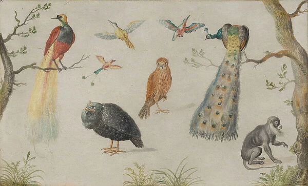 Study of Birds and Monkey, 1660  /  1670. Creator: Anon