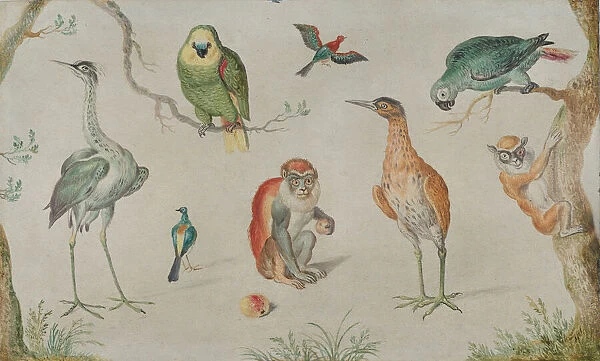 Study of Birds and Monkeys, 1660 / 1670. Creator: Anon