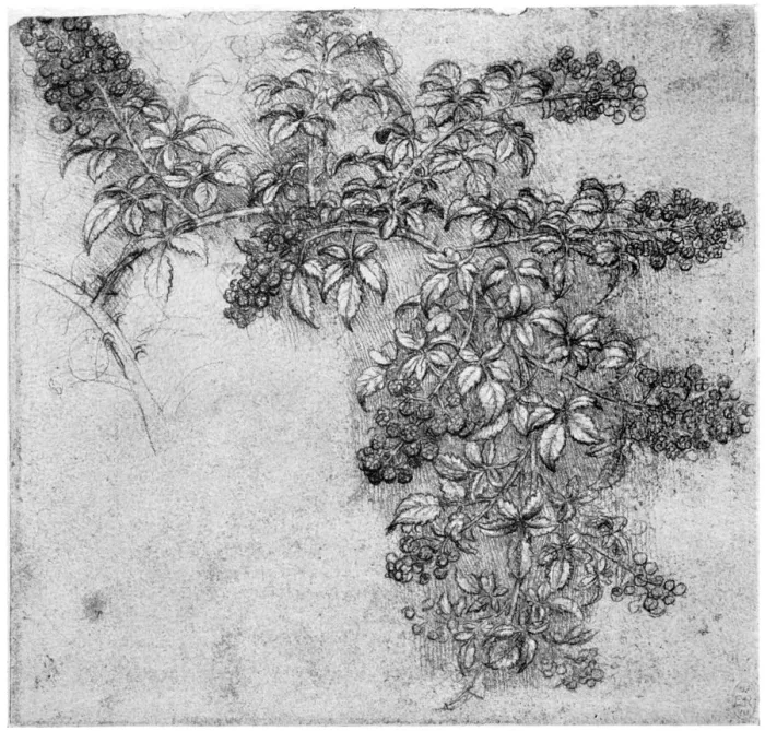 Framed Print : Study of a blackberry branch, late 15th or early 16th century (1954). Artist: Leonardo da Vinci Framed Print : Study of a blackberry branch, late 15th or early 16th century (1954). Artist: Leonardo da Vinci
