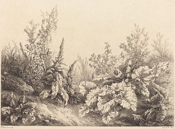 Study of a Burdock, 1840. Creator: Eugene Blery