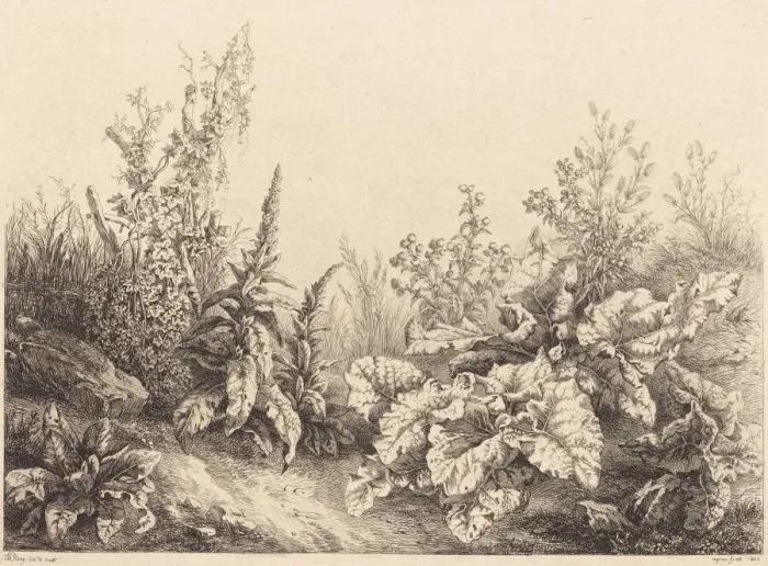 Framed Print : Study of a Burdock, 1840. Creator: Eugene Blery Framed Print : Study of a Burdock, 1840. Creator: Eugene Blery