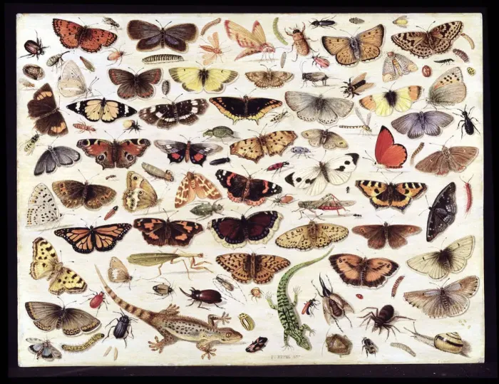 Framed Print : Study of butterflies and other insects. Artist: Kessel, Jan van, the Elder (1626-1679) Framed Print : Study of butterflies and other insects. Artist: Kessel, Jan van, the Elder (1626-1679)