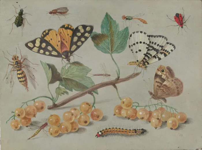 Framed Print : Study of Butterfly and Insects, c. 1655. Creator: Jan van Kessel Framed Print : Study of Butterfly and Insects, c. 1655. Creator: Jan van Kessel