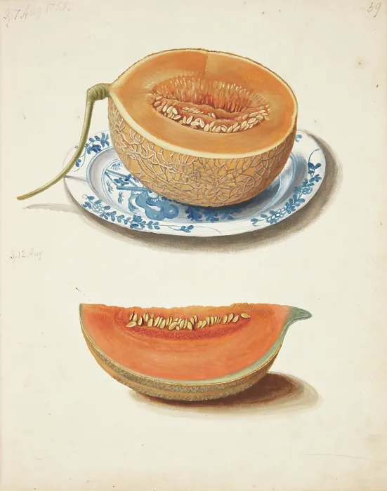 Framed Print : Study of two cantaloupes, 1755. Creator: Fosie, Johanna Marie (1726-1764) Framed Print : Study of two cantaloupes, 1755. Creator: Fosie, Johanna Marie (1726-1764)